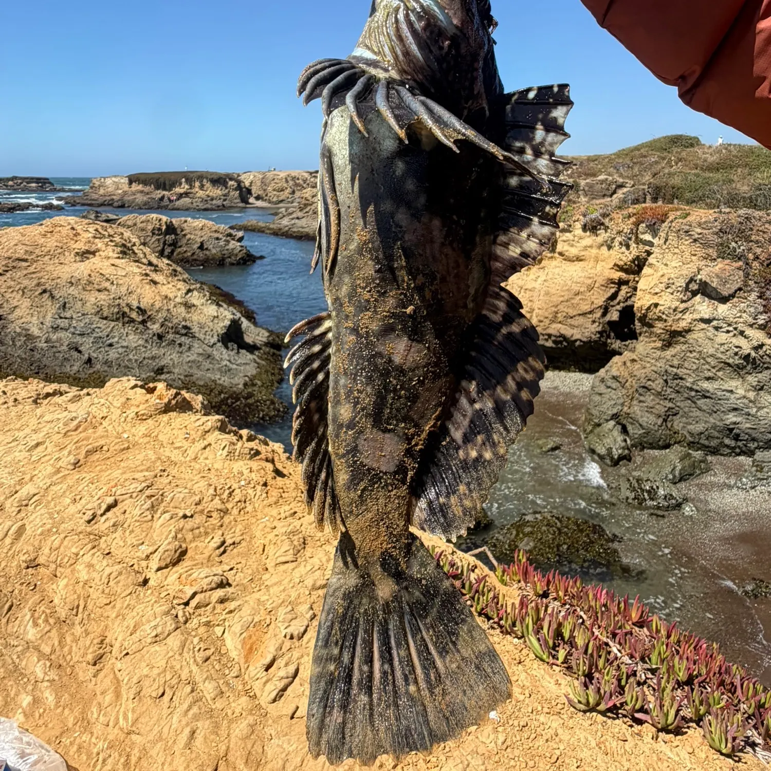 The most recent Cabezon catches on Fishbrain