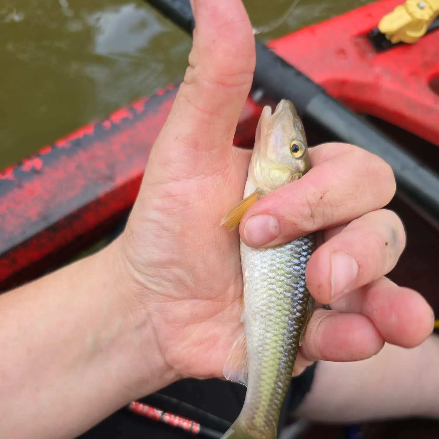 The most recent River chub catches on Fishbrain