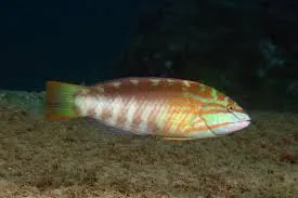 Gunther's wrasse