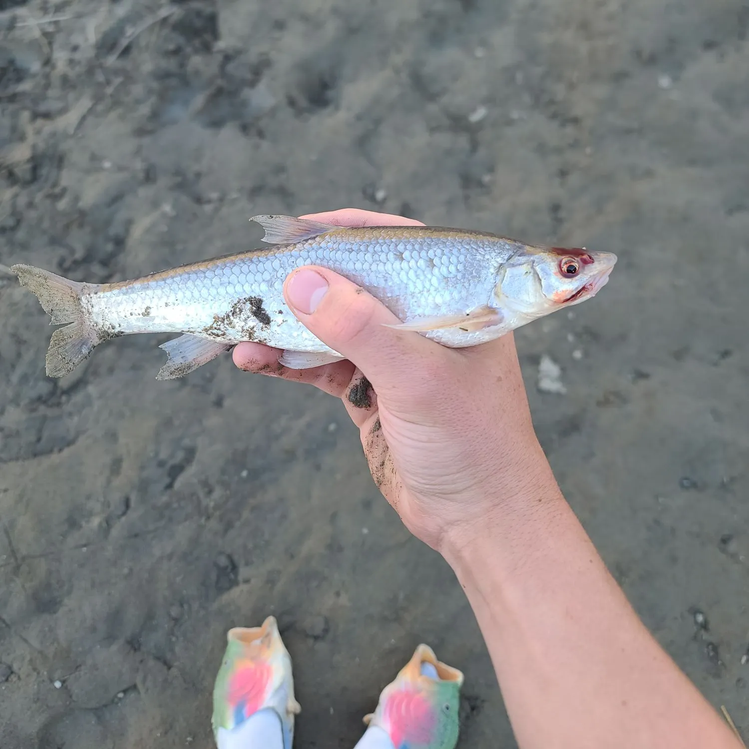 The most recent Flathead chub catches on Fishbrain