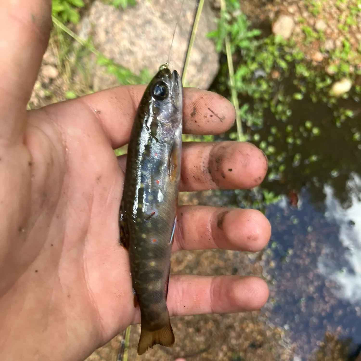 Brook trout caught on Fishbrain