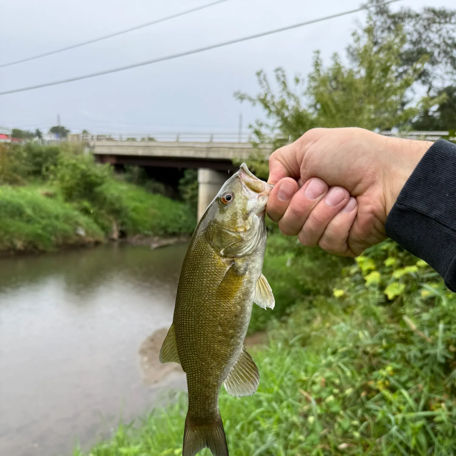 Smallmouth bass caught on Fishbrain