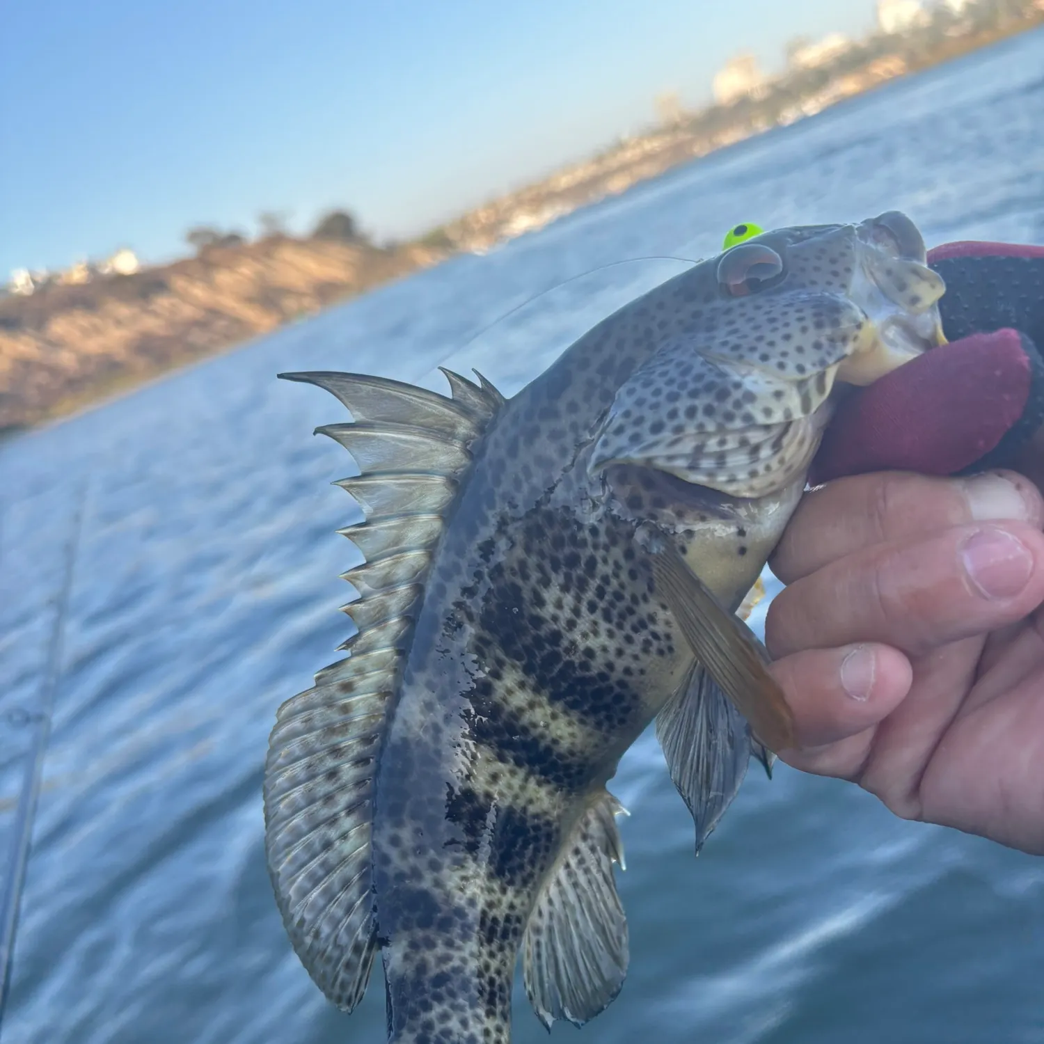 Spotted sand bass caught on Fishbrain
