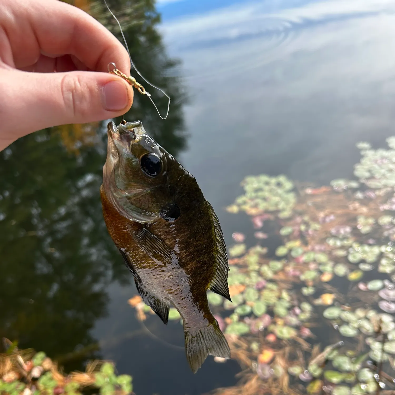 Bluegill caught on Fishbrain