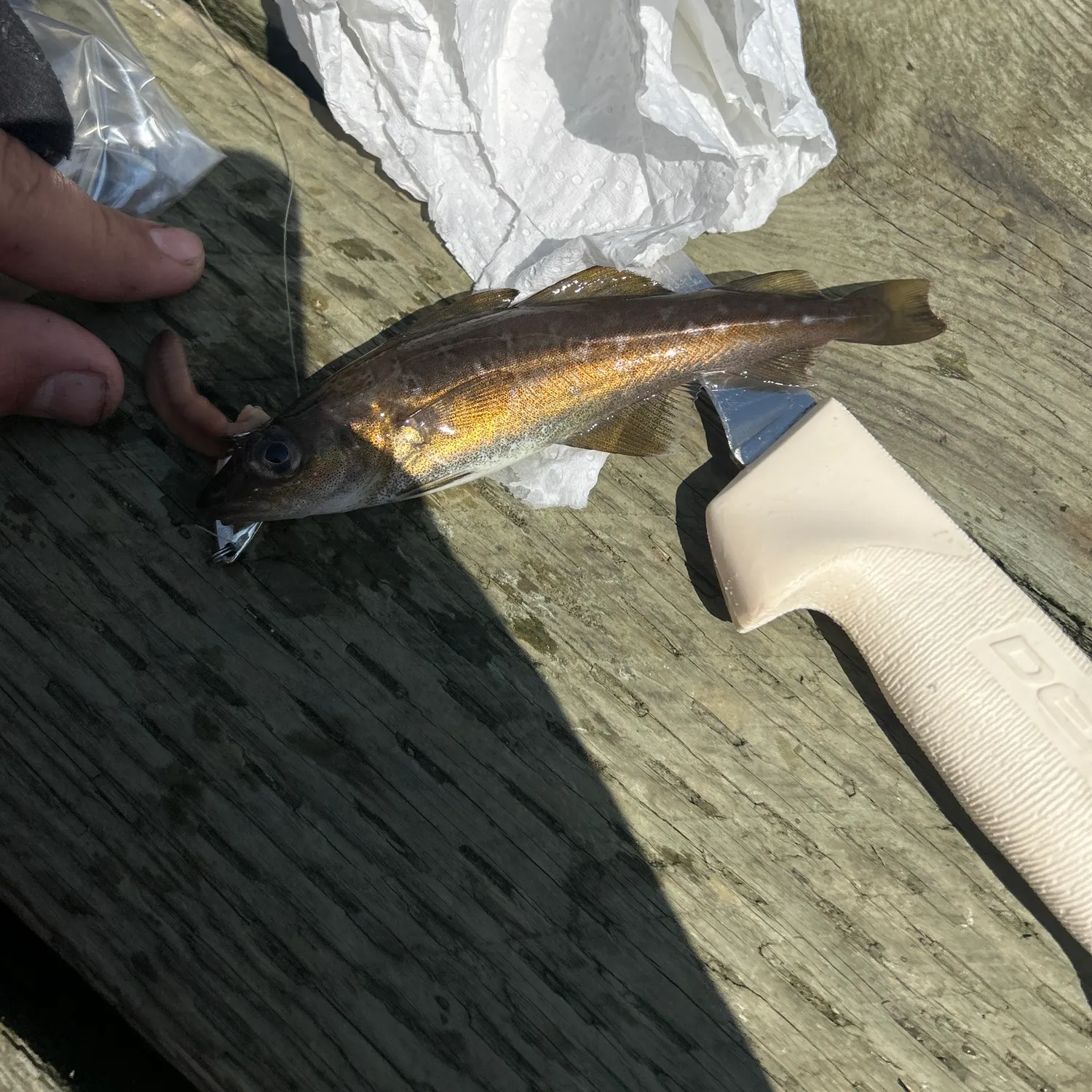 The most recent Atlantic tomcod catches on Fishbrain