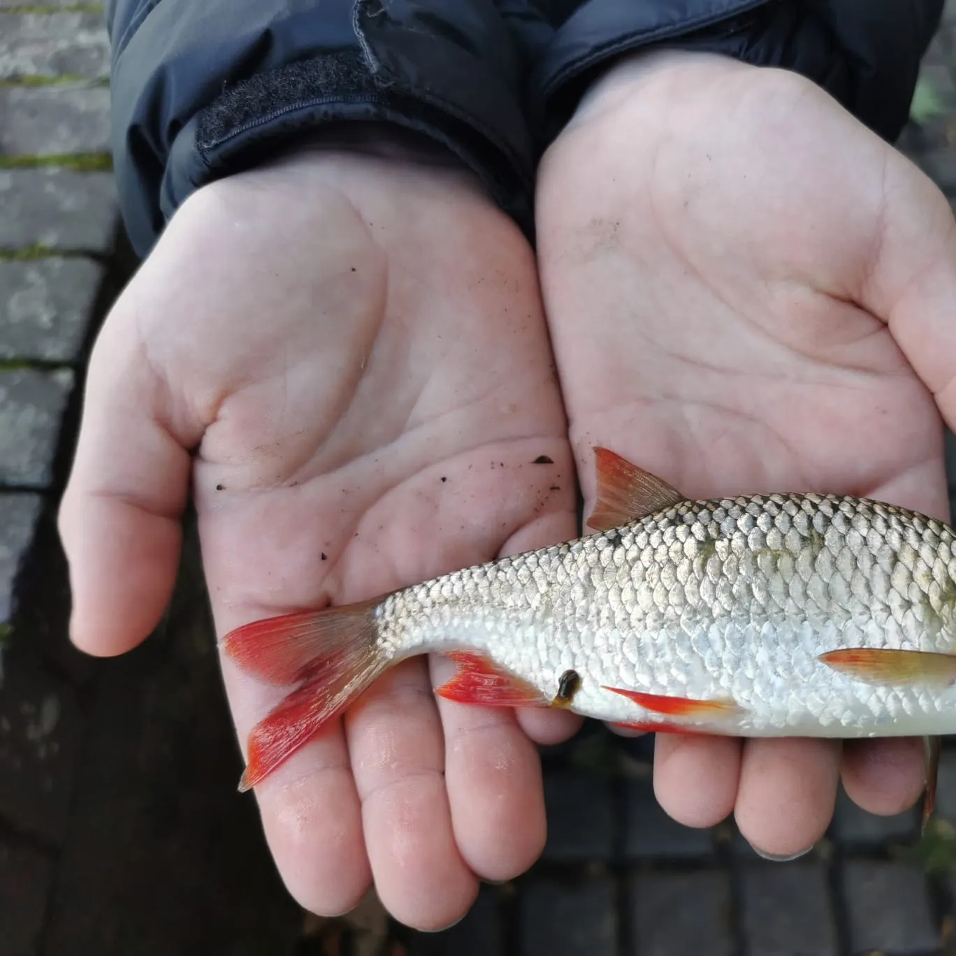 Common roach caught on Fishbrain