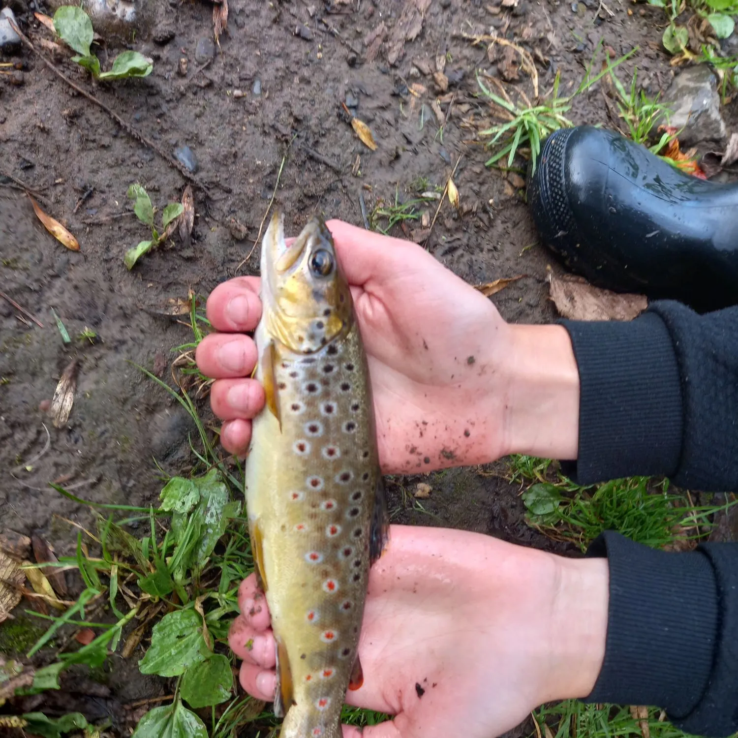 Brown trout caught on Fishbrain