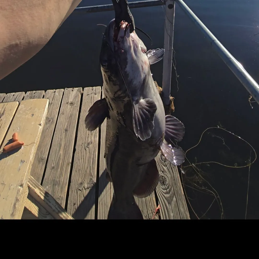 Channel catfish caught on Fishbrain