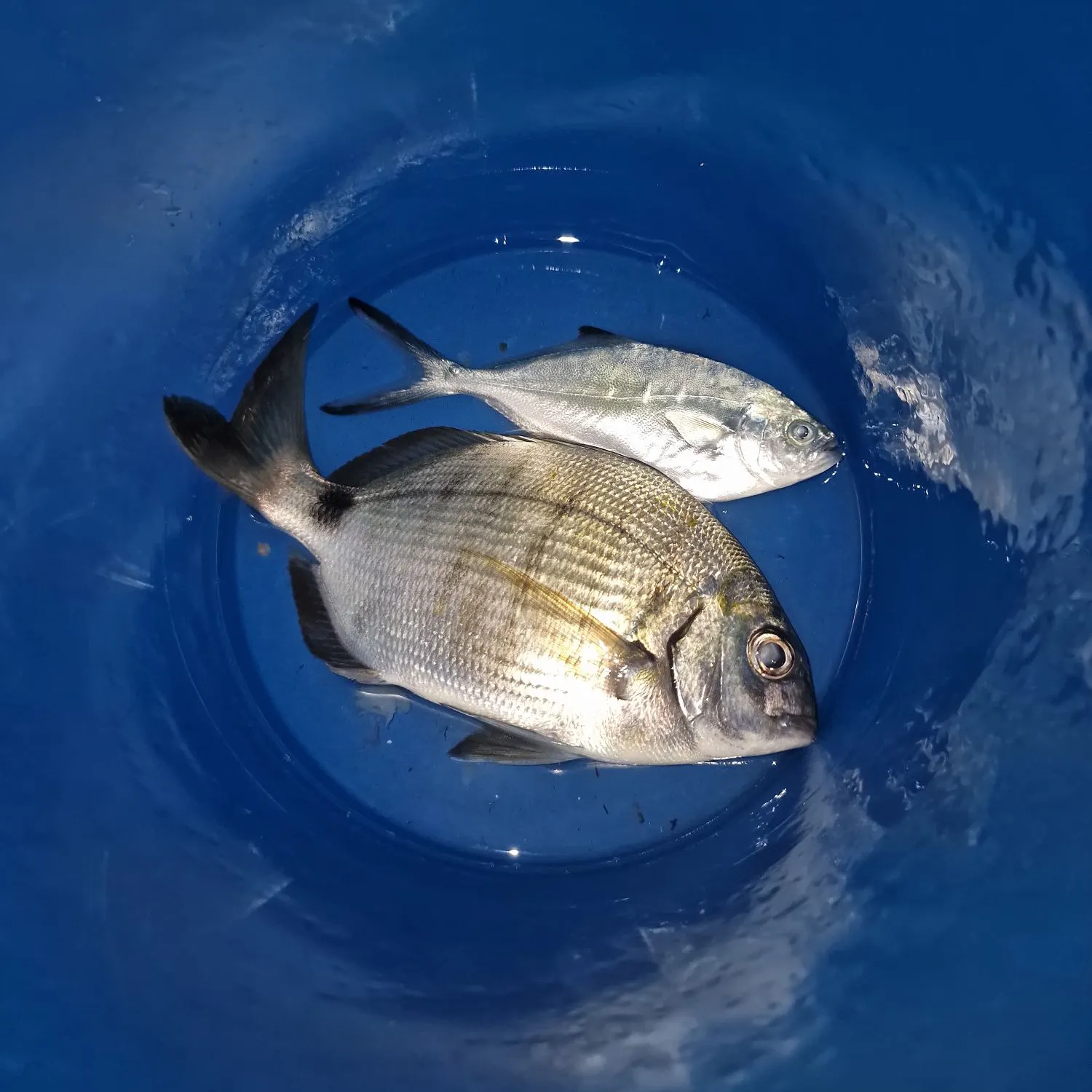 White seabream caught on Fishbrain