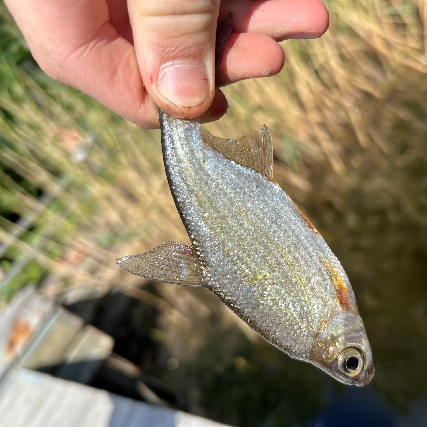 The most recent White bream catches on Fishbrain