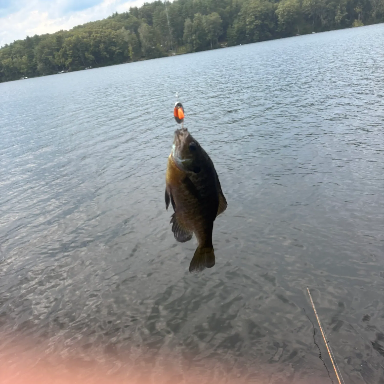 Bluegill caught on Fishbrain