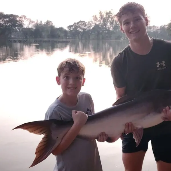 The most recent Striped catfish catches on Fishbrain