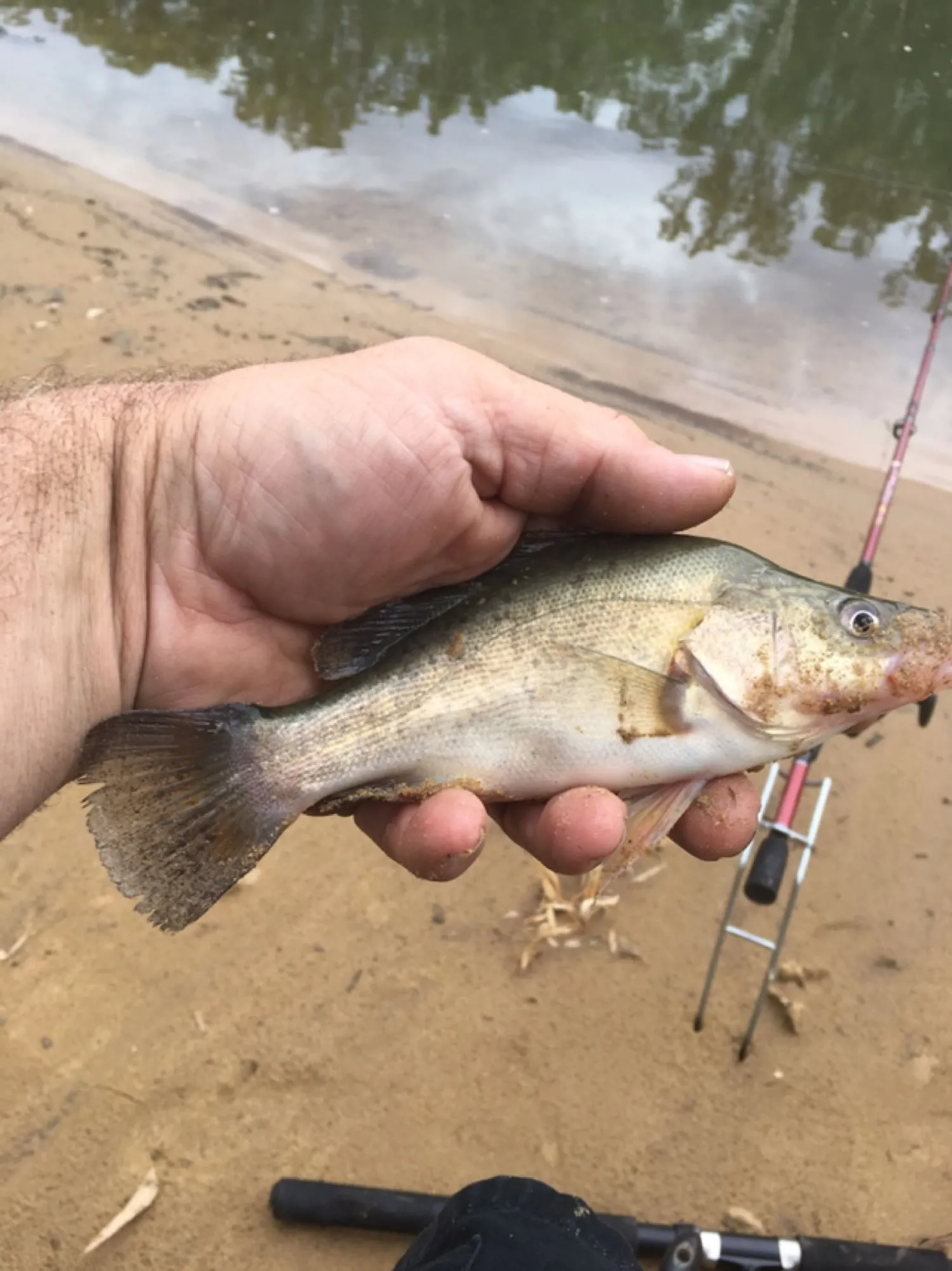 Post image from Dennism1