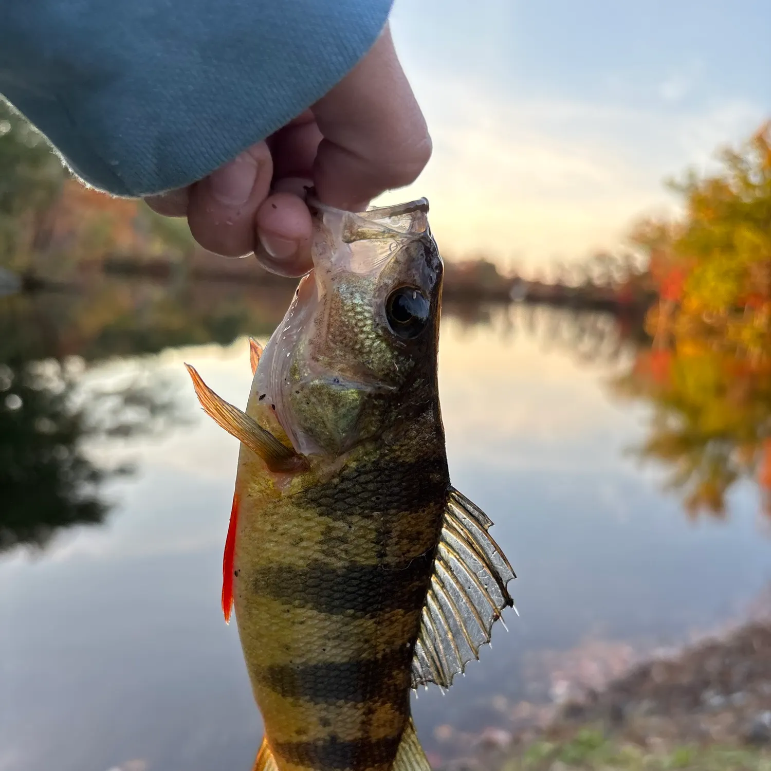 Yellow perch caught on Fishbrain