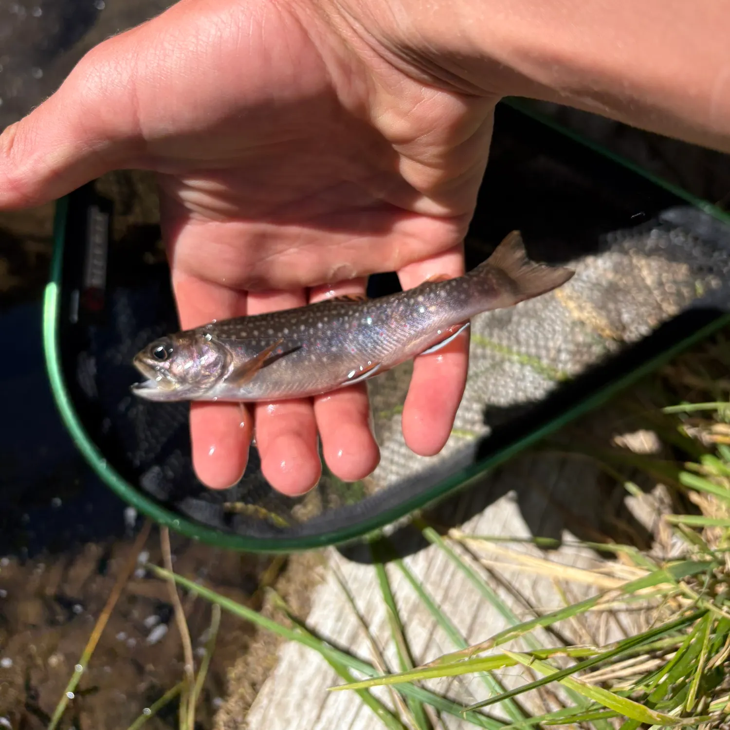 Brook trout caught on Fishbrain