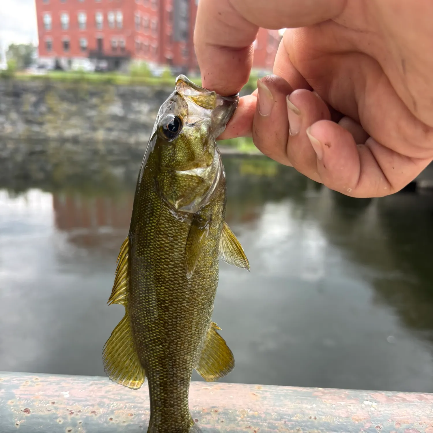 Smallmouth bass caught on Fishbrain