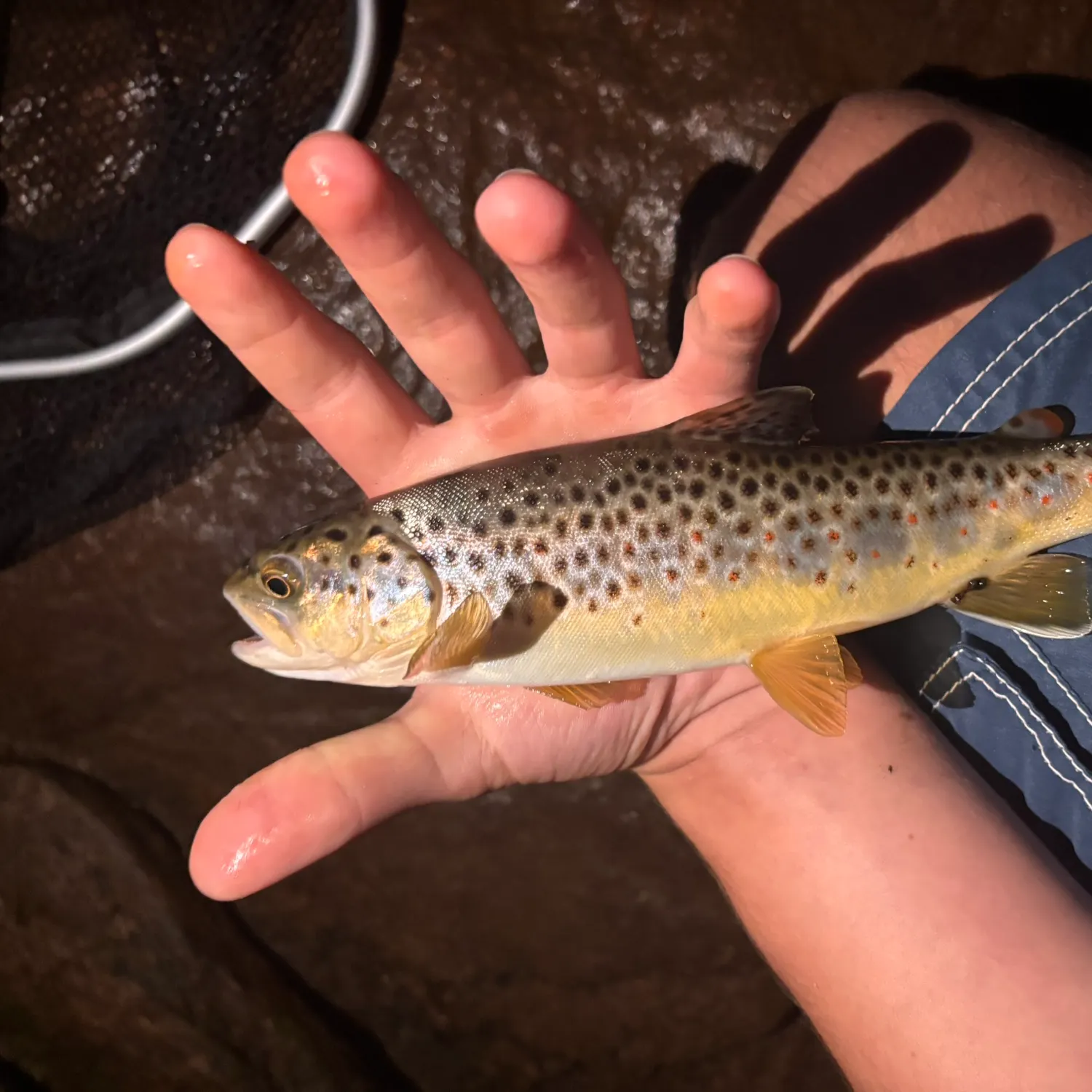 Brown trout caught on Fishbrain