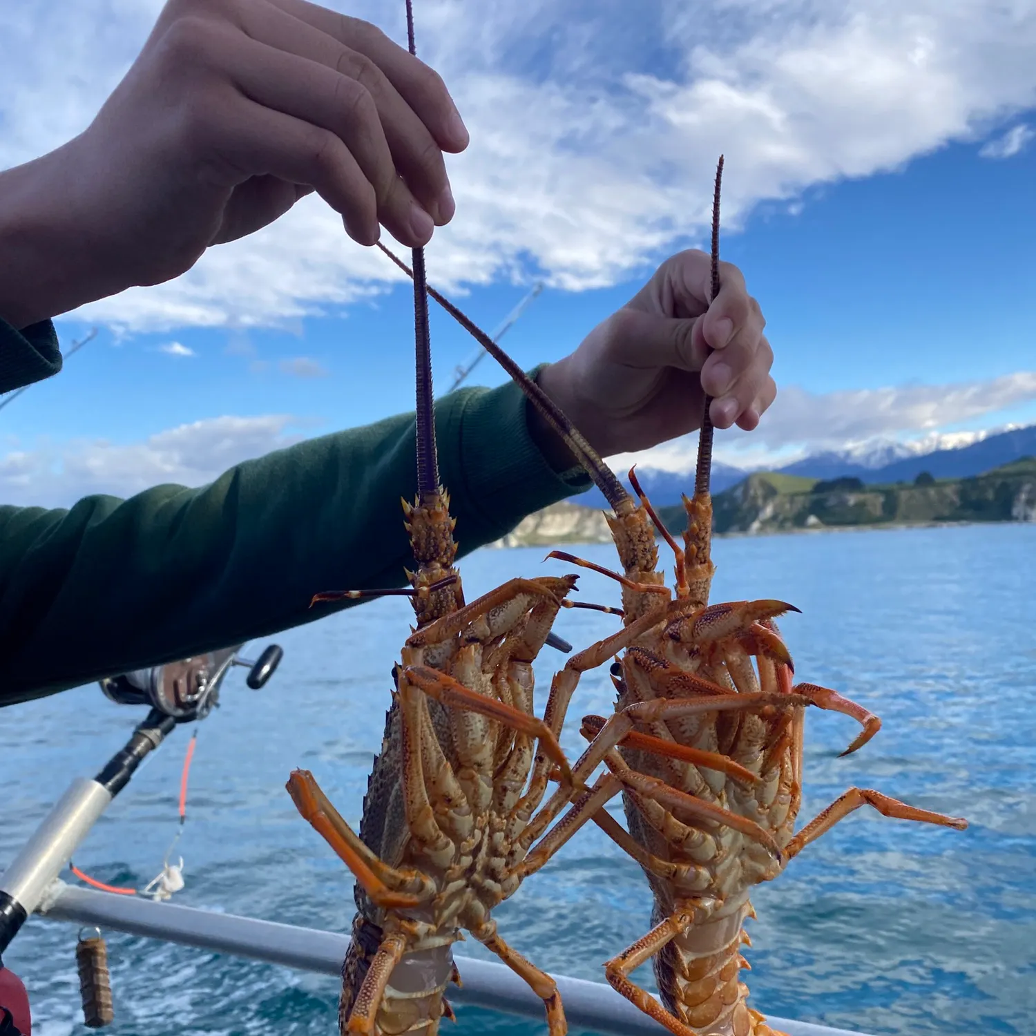 The most recent Southern rock lobster catches on Fishbrain