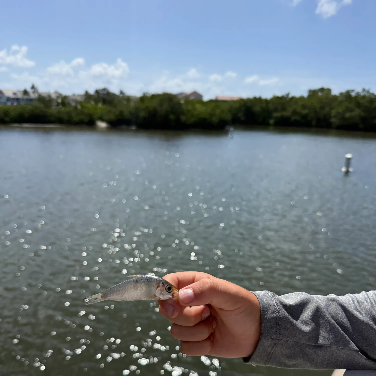 The most recent Scaled herring catches on Fishbrain
