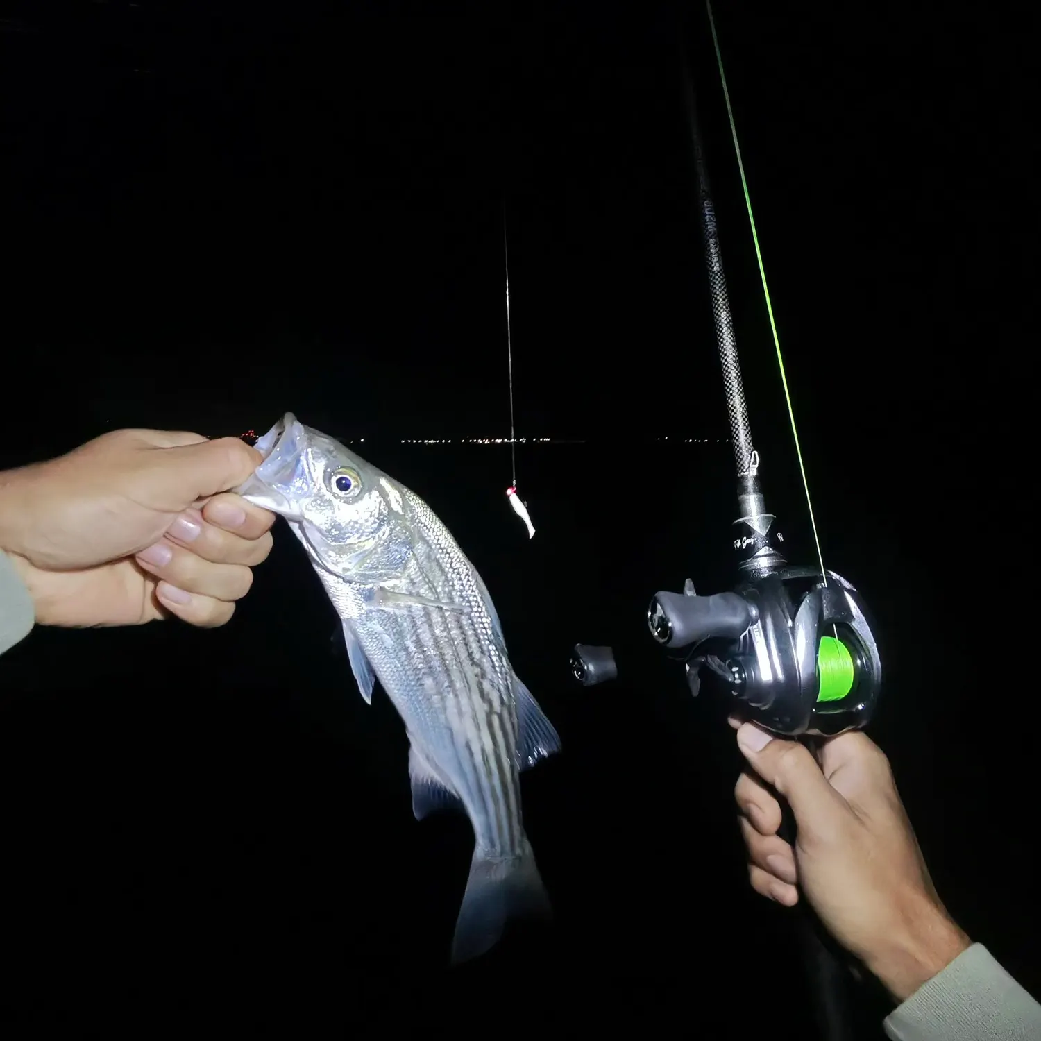 Striped bass caught on Fishbrain
