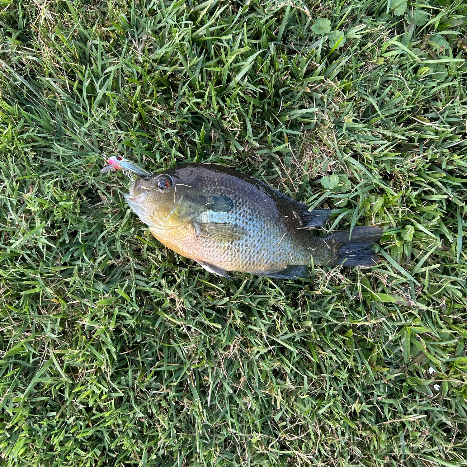 Bluegill caught on Fishbrain