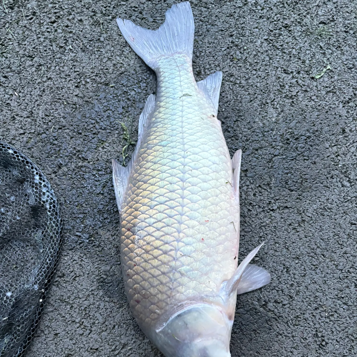 Black buffalo caught on Fishbrain