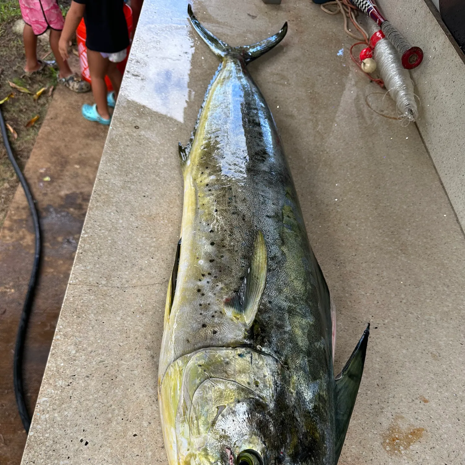 The most recent Common dolphinfish catches on Fishbrain