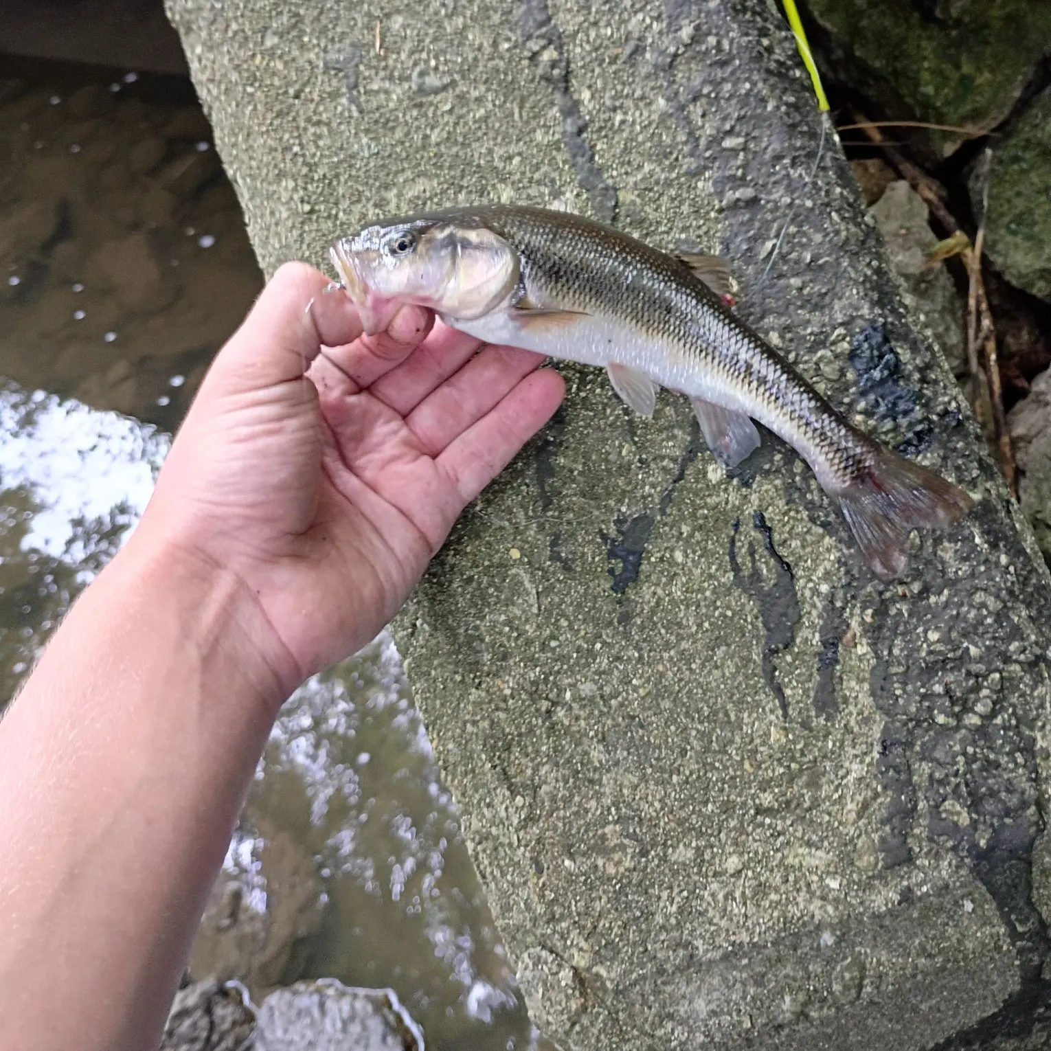 Creek chub caught on Fishbrain