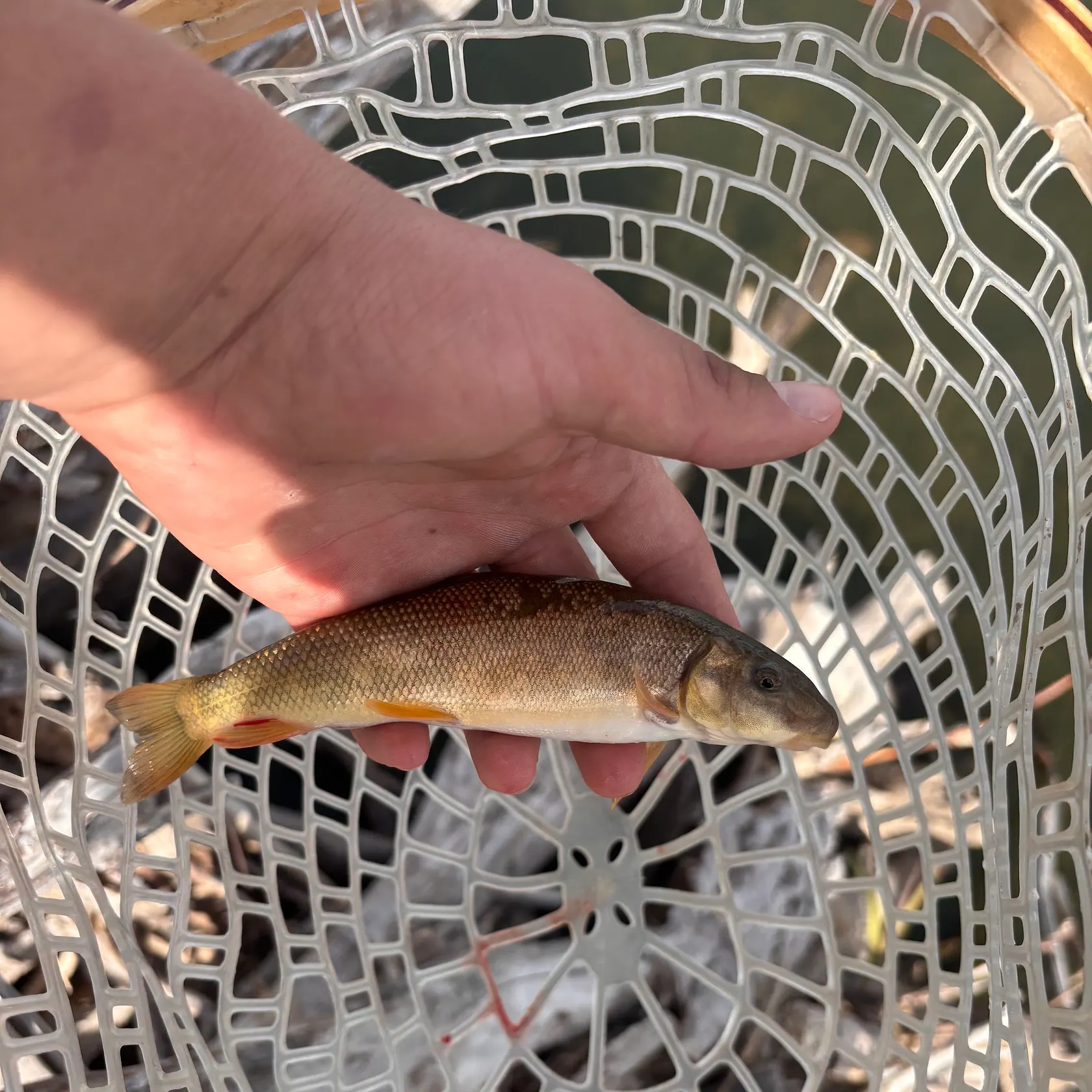 Utah sucker caught on Fishbrain