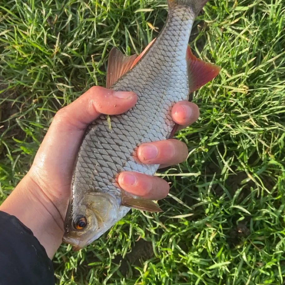 The most recent Common rudd catches on Fishbrain