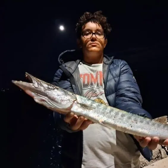 The most recent European barracuda catches on Fishbrain