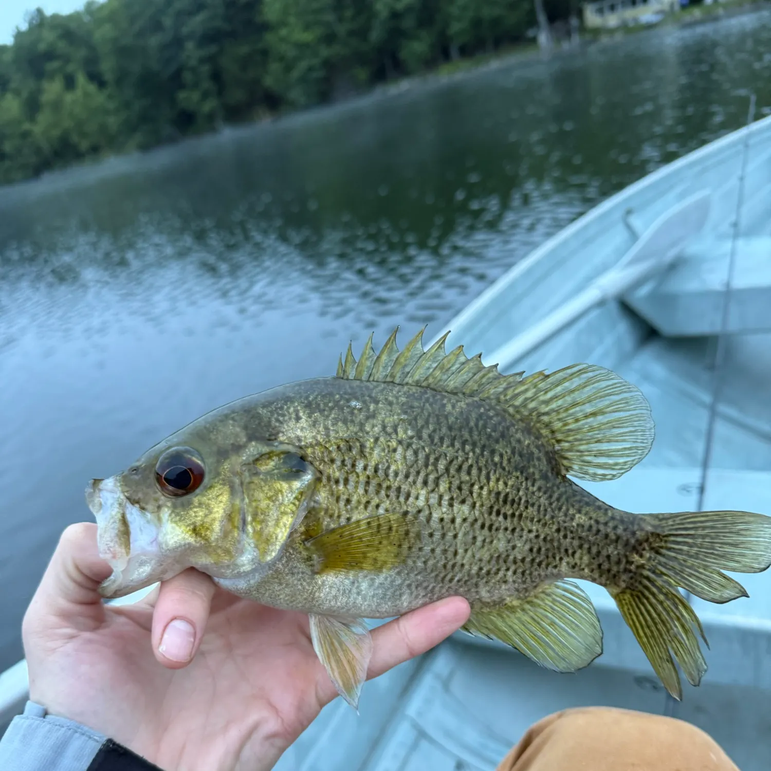 Rock bass caught on Fishbrain