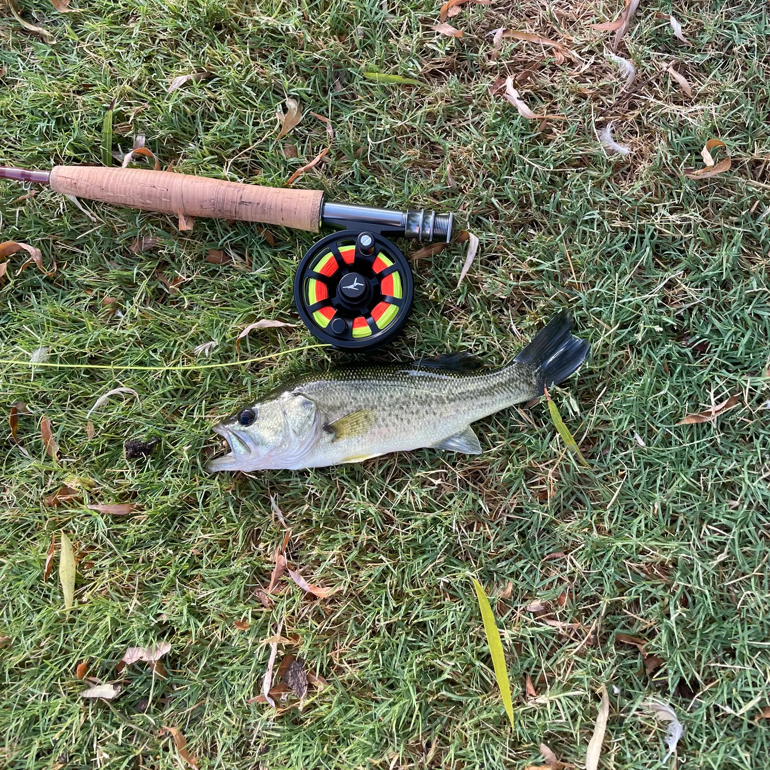 Largemouth bass caught on Fishbrain