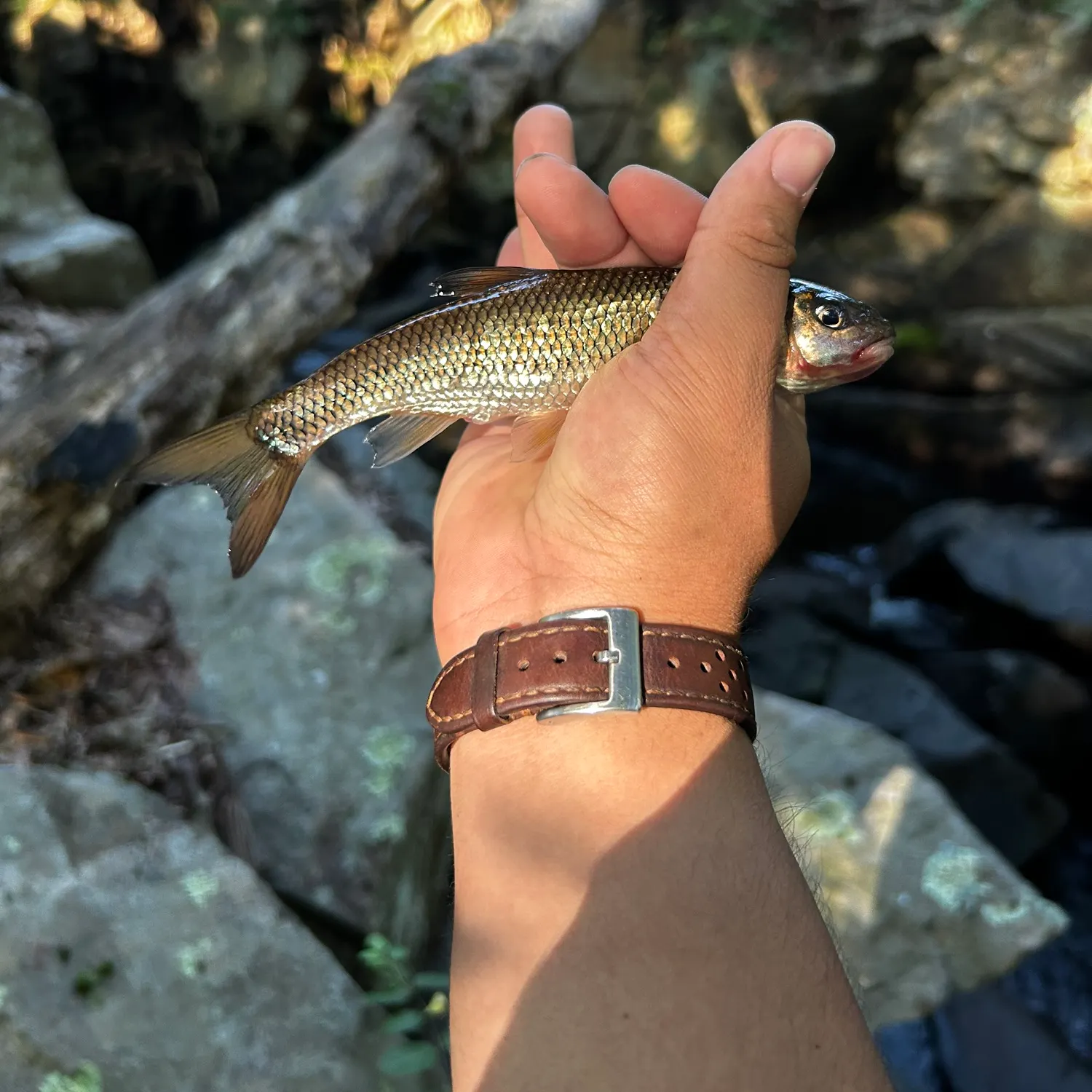 Fallfish caught on Fishbrain