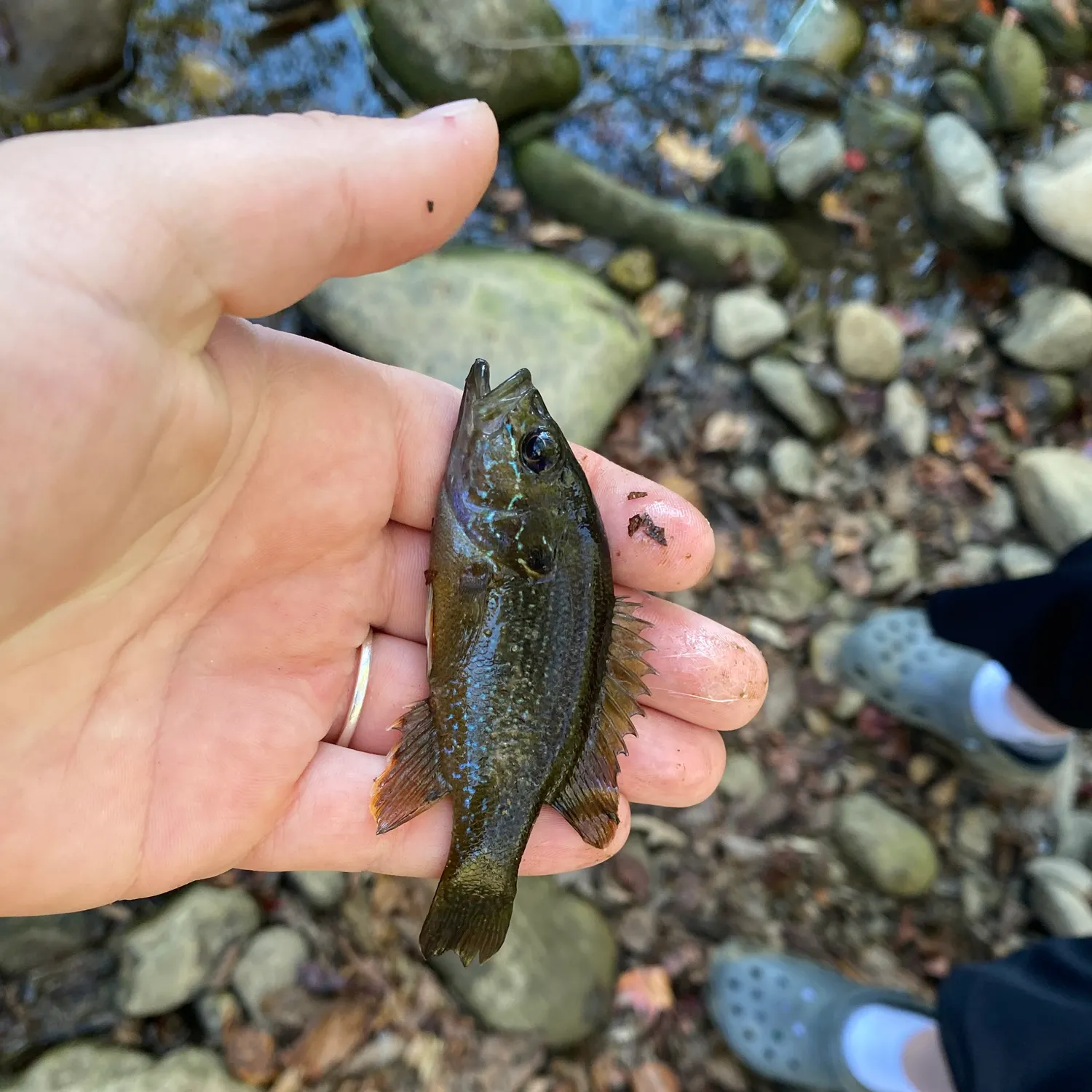 Green sunfish caught on Fishbrain