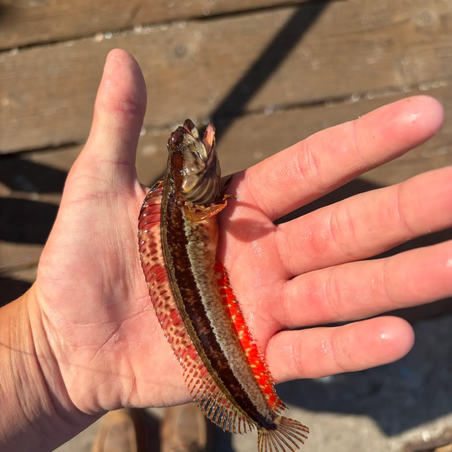 The most recent Onespot fringehead catches on Fishbrain
