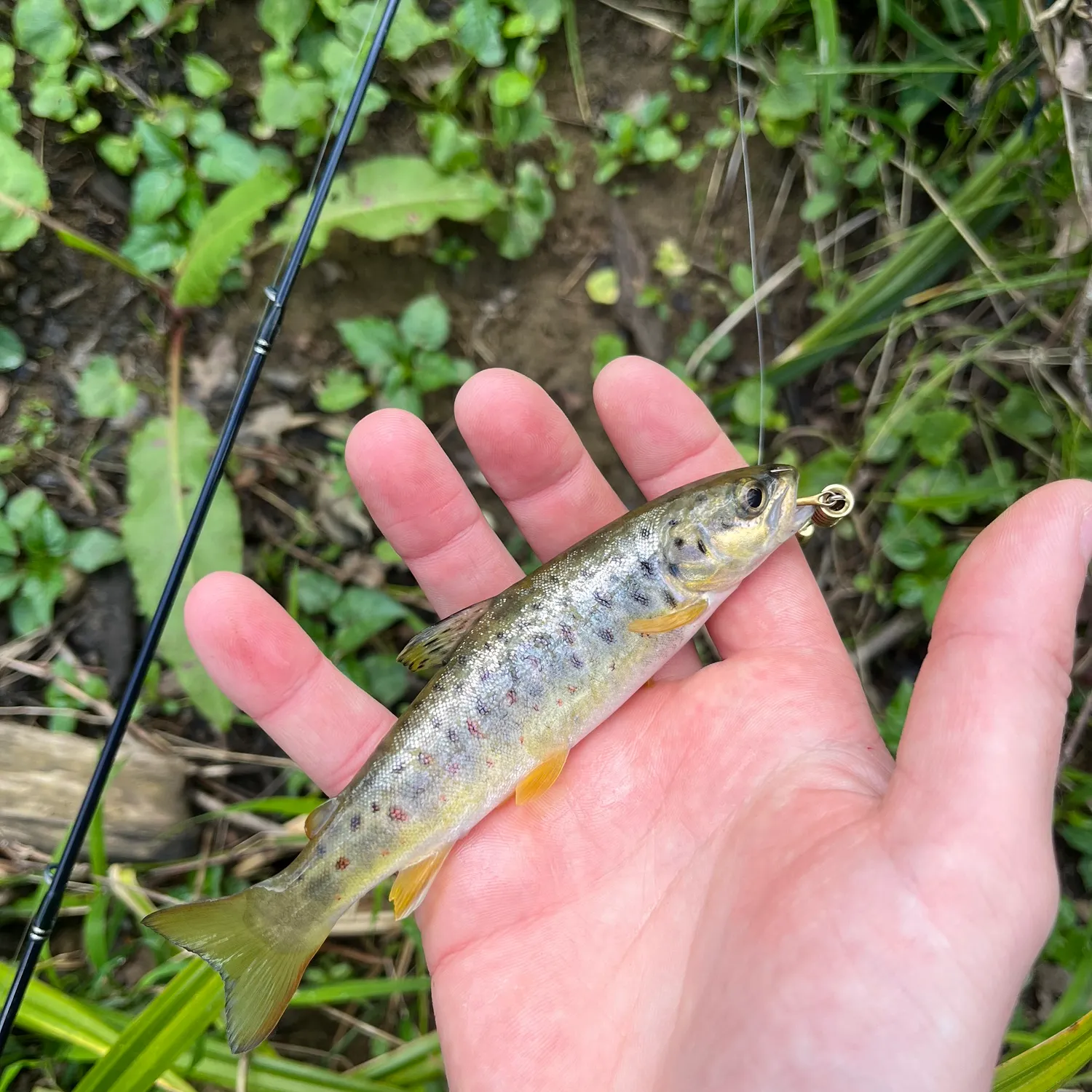 The most recent Lake trout catches on Fishbrain