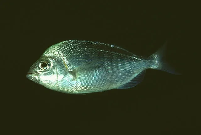 Black seabream