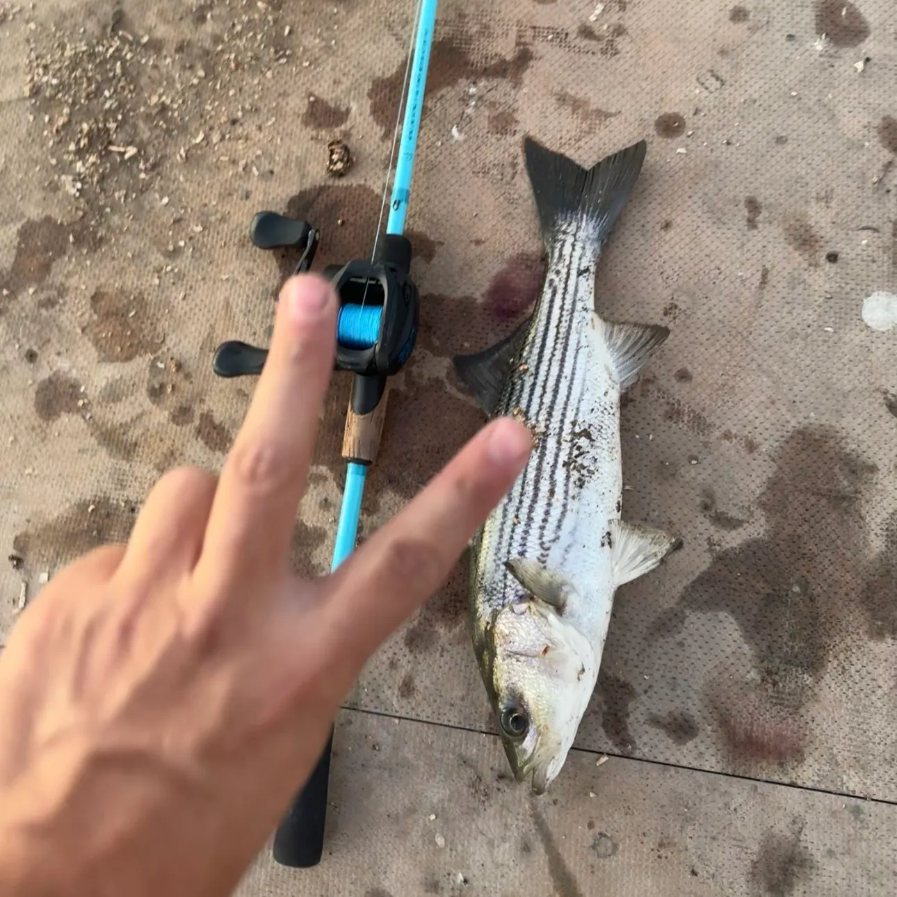 Striped bass caught on Fishbrain