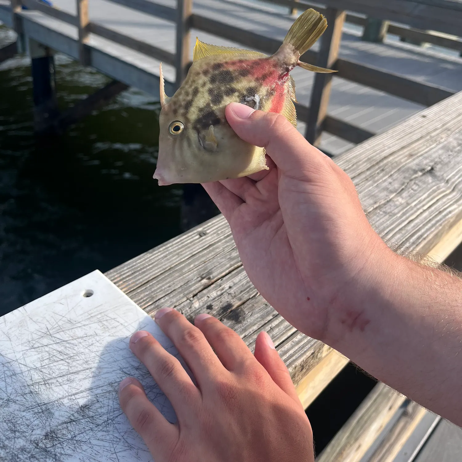 The most recent Planehead filefish catches on Fishbrain