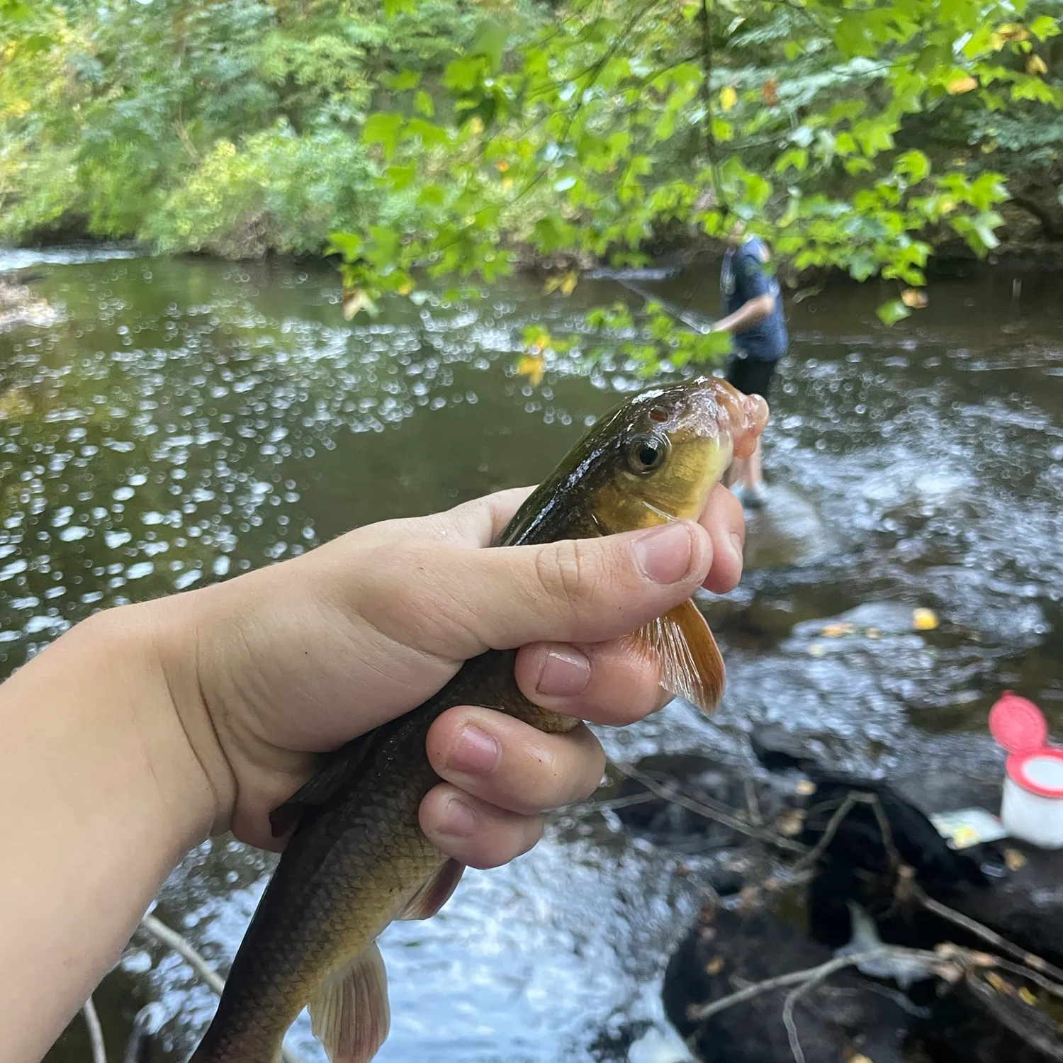 The most recent Golden redhorse catches on Fishbrain