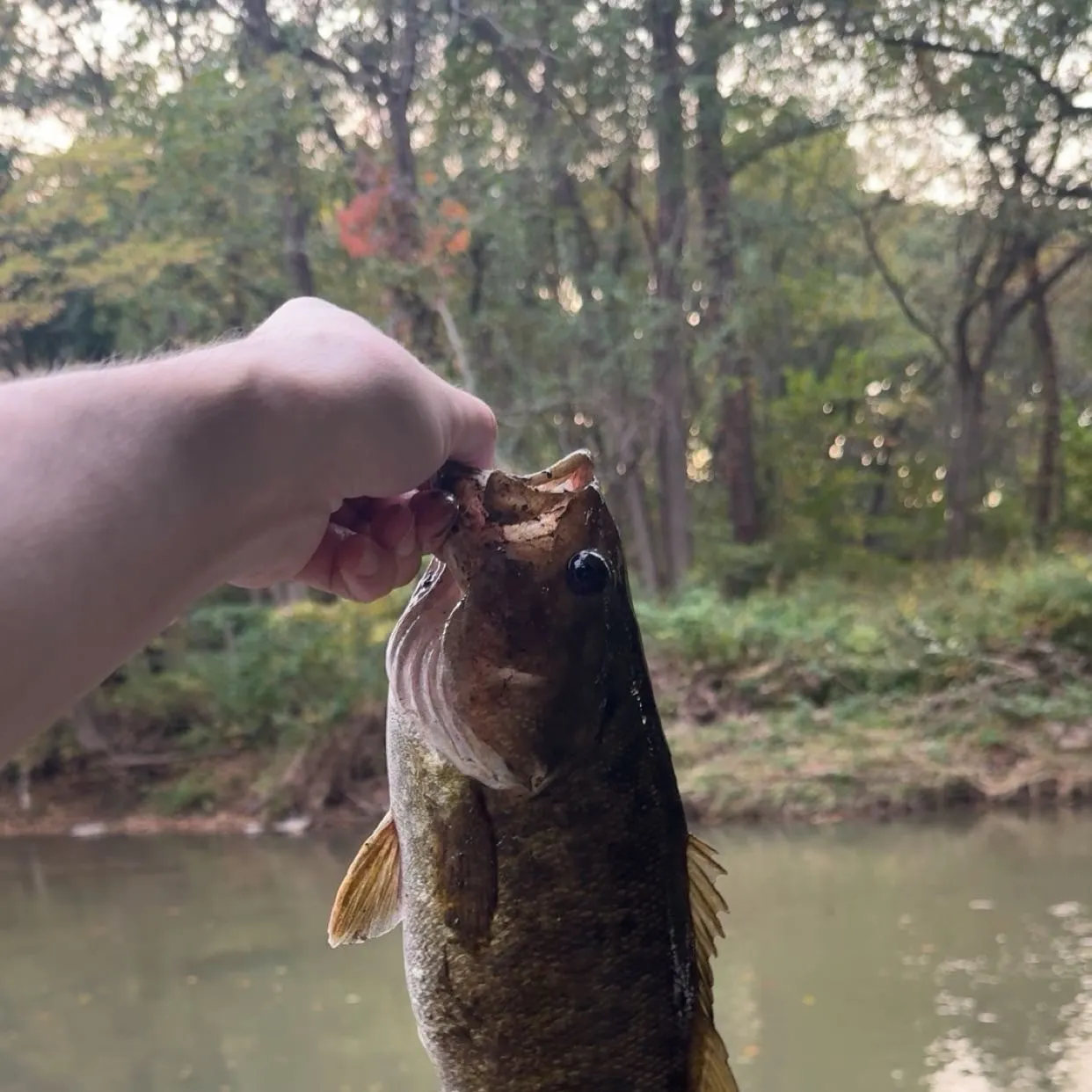 Smallmouth bass caught on Fishbrain