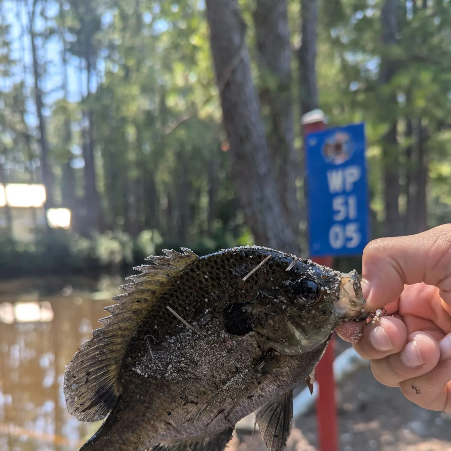 Bluegill caught on Fishbrain