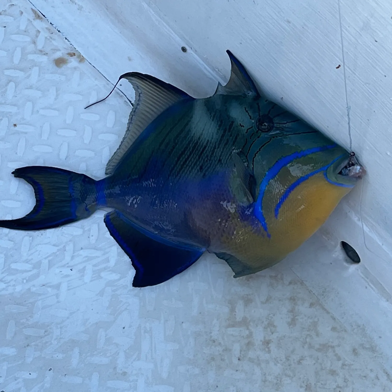 The most recent Permit catches on Fishbrain