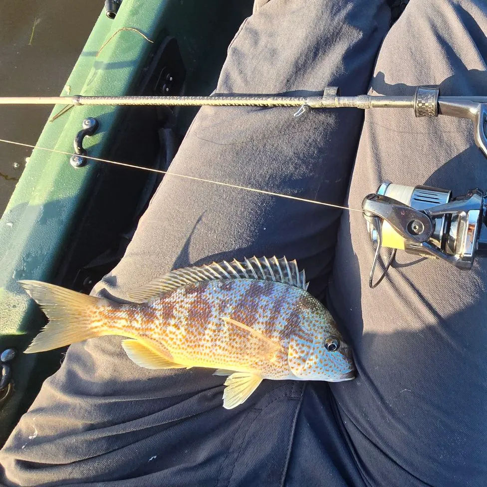 Pigfish caught on Fishbrain