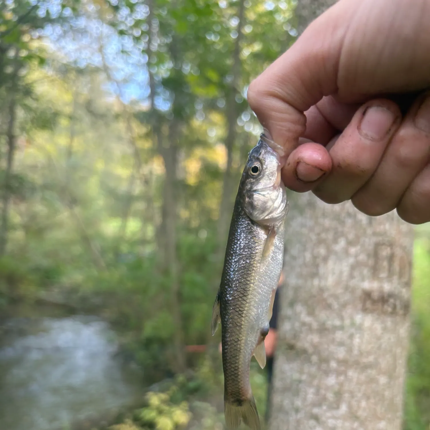 Creek chub caught on Fishbrain