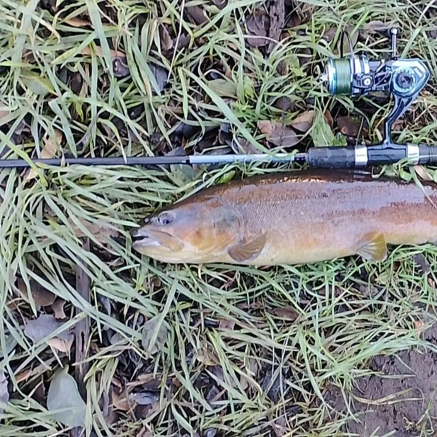 Brown trout caught on Fishbrain