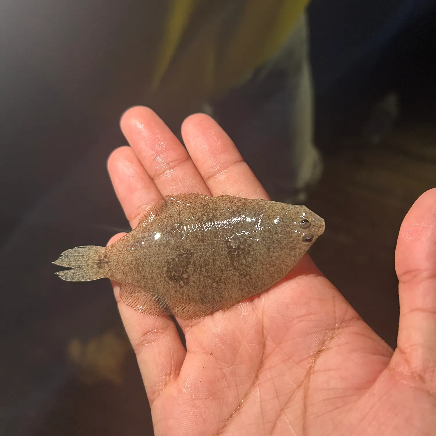 Windowpane flounder caught on Fishbrain