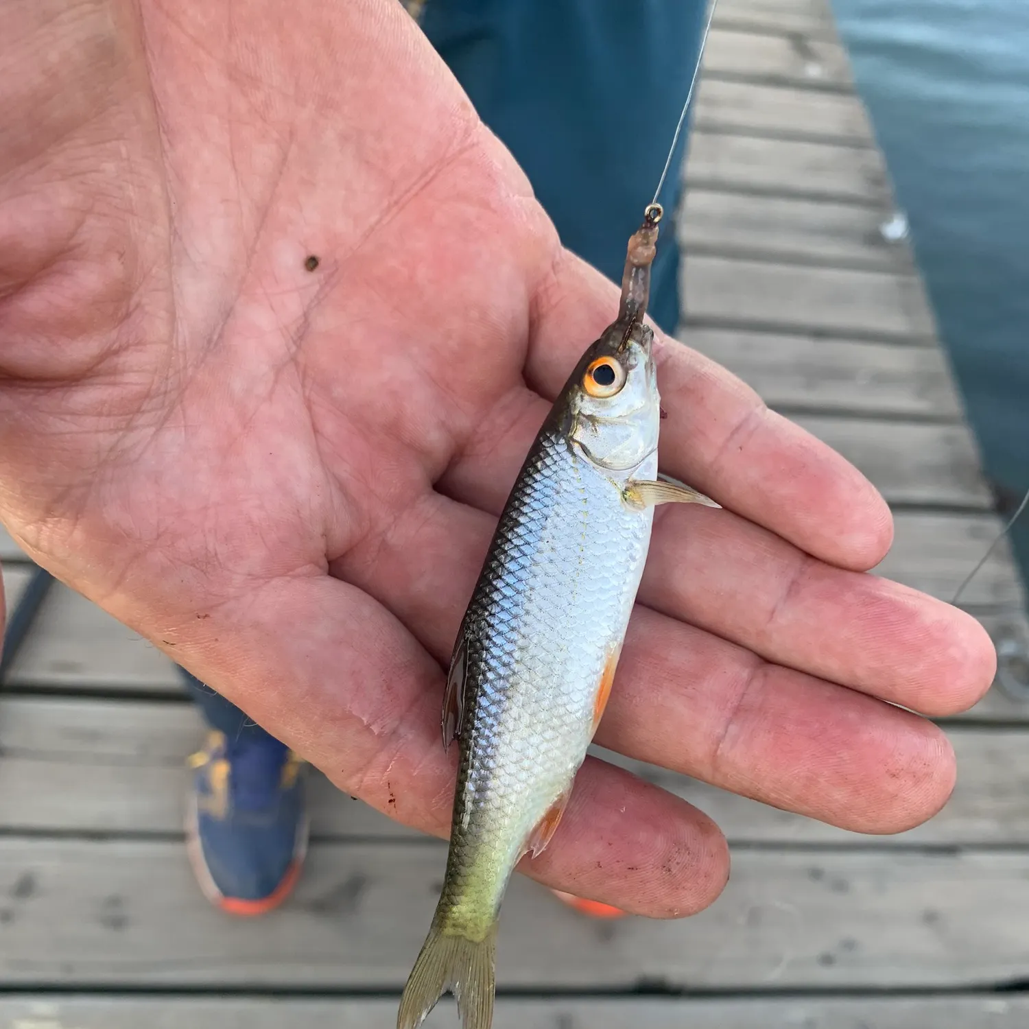 The most recent Common bleak catches on Fishbrain