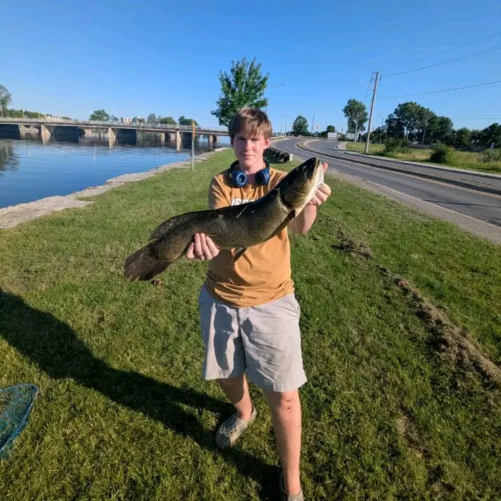 The most recent Eyetail bowfin catches on Fishbrain
